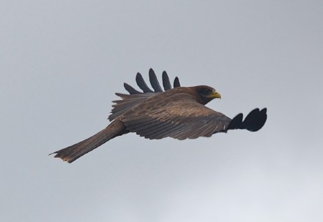 fliegt davon, als wir zu nahe kommen