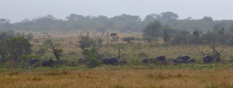 Eine Herde Elefanten in der Ferne