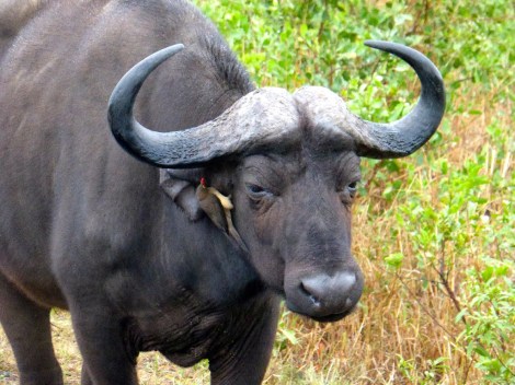 Ein Büffel mit Madenhacker