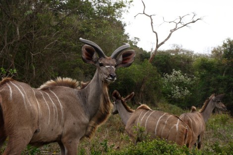 Nyala
