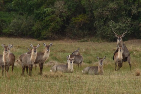 Eine Herde Wasserböcke. Das Männchen hat Frühlingsgefühle