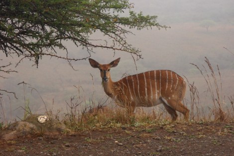 Kudu