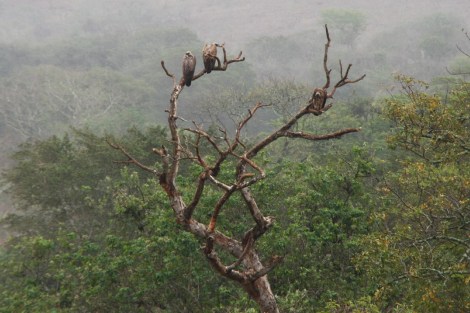 und hier Geier aus der Ferne