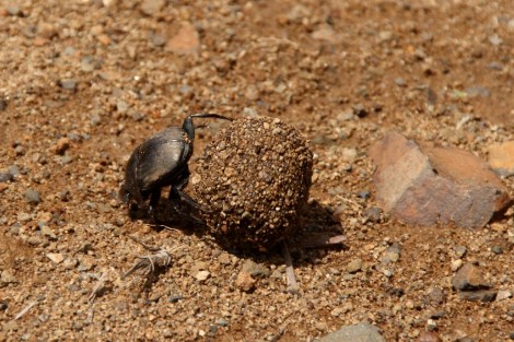 Ein Mistkäfer schiebt seine Dungrolle rückwärts