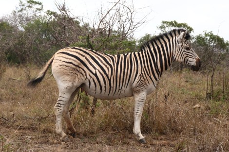 ein Zebra zeigt sich von seiner besten Seite
