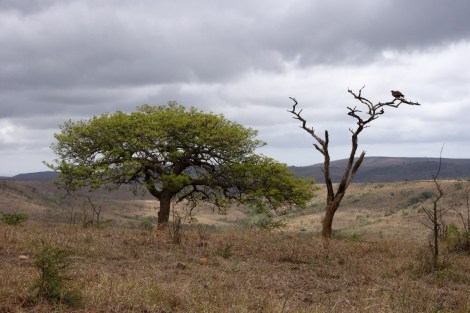Was sehen wir da imBaum?