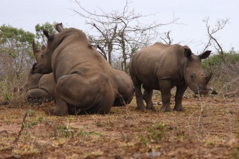Eine andere Gruppe Naßhörner