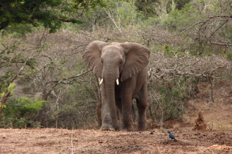 über einen kleinen blauen Vogel