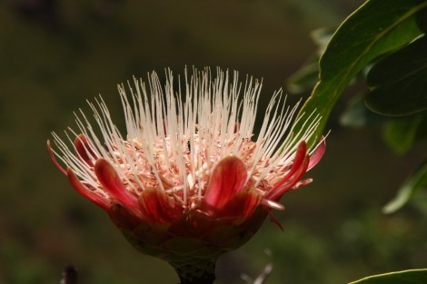 Überall blühen die Protea