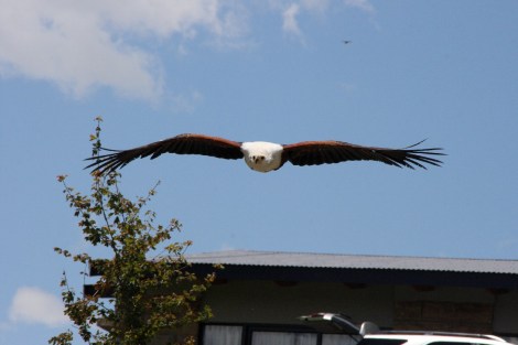 Fischadler im Anflug