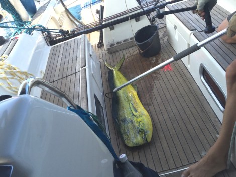 und holen einen 1,3 m langen Mahimahi an Bord