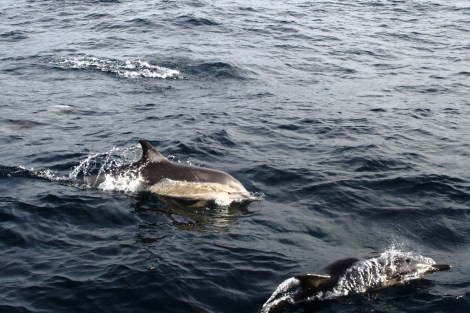 Delphine begleiten uns