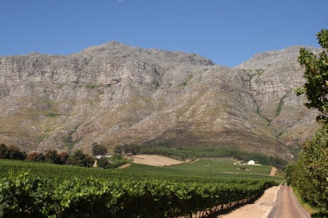 Weinberge in Stellenbosch