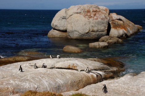 Südafrikanische Pinguine bei Simonstown