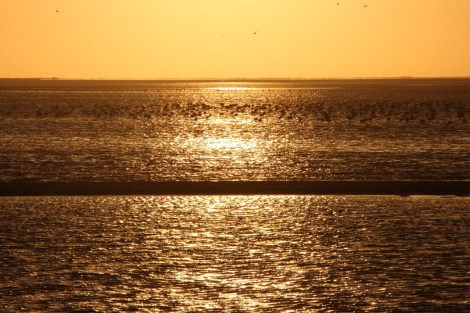 Pelikane und Flamingos in der Lagune von Walvis Bay