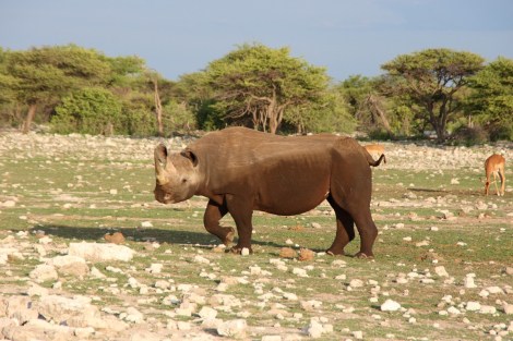 Schwarzes Nashorn oder Spitzmaulnashorn