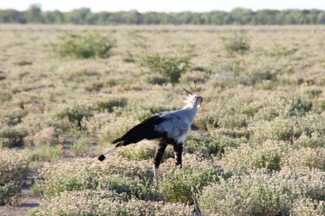 Sekretärsvogel