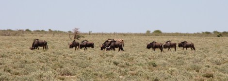 Herde Streifengnus oder hier Blue Wildebeest genannt