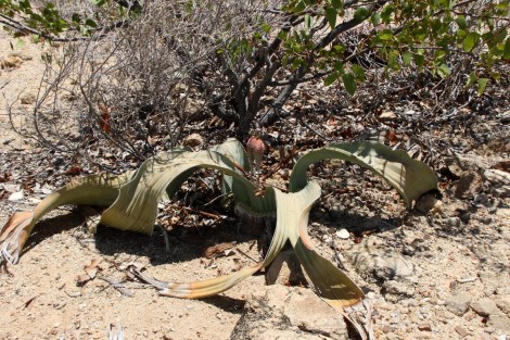 Welwitschia mirabilis, hier eine weibliche Pflanze