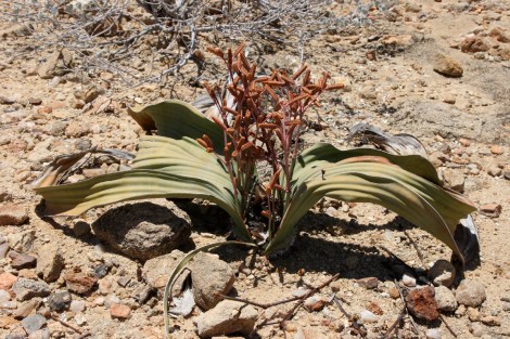und hier eine männliche