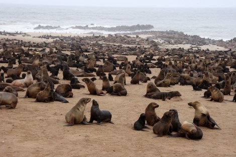 Bei der Pelzrobbenkolonie