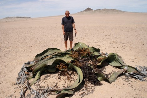 und eine große Welwitschie