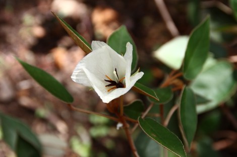 Blüte der Ebenholzpflanze