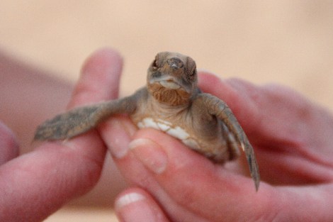 Gerade geschlüpfte Schildkröte