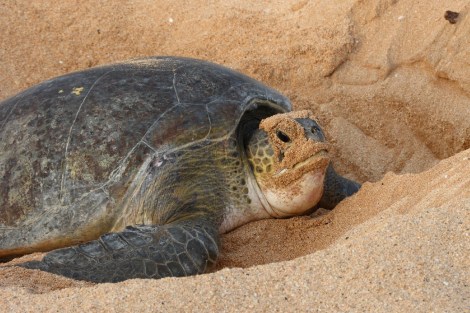 Grüne Wasserschildkröte legt ihre Eier ins Nest