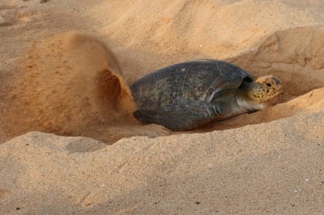 und schaufelt das Nest mit den Flossen zu