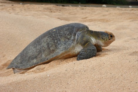 Dann schleppt sich das Tier aus dem Nest