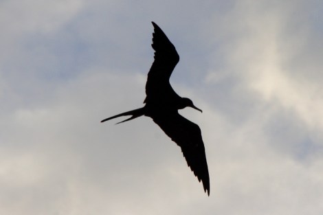 und einer der Feinde, die Fregattvögel