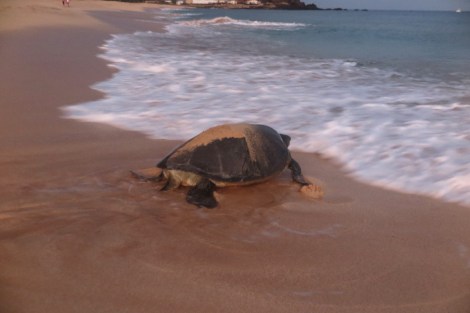 bis sie ihr Element erreicht