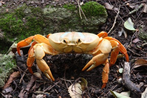 weibliche Landkrabbe