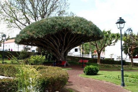 Drachenbaum im Park, mal nicht bei Regen