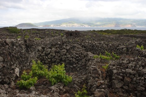 Weinanbau auf Pico zwischen Mauern aus Lavasteinen