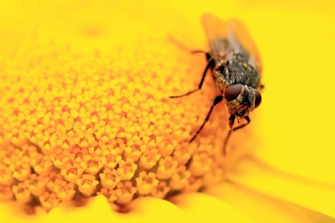 Sascha geht auf Fliegenjagd