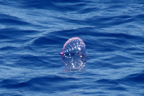 Segelquallen treiben an uns vorbei. (Velella velella)