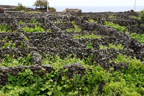 Typischer Weinanbau zwischen alten Mauern, um die Wärme zu speichern