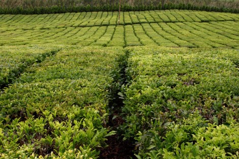 zu den Reihen der Teepflanzen