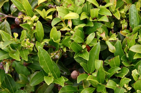 und auf die Teeblätter