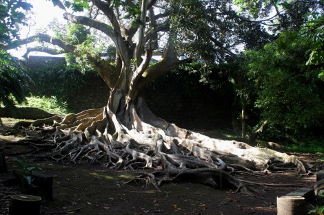 Im botanischen Garten