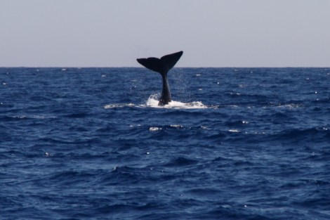 Ein großer Wal taucht ab
