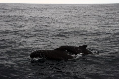 Schweinswale folgen uns