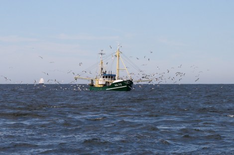 Ein Fischer bei Terschelling