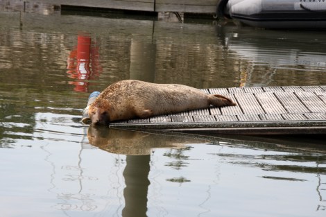 Die Robbe Roberta ist in der Marina Cuxhaven zu Hause